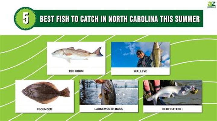 What can you catch in the Farmington River?