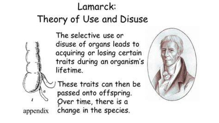 What did Lamarck say that was incorrect?