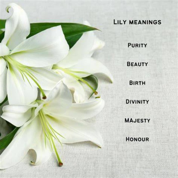 What do lily of the Incas symbolize?