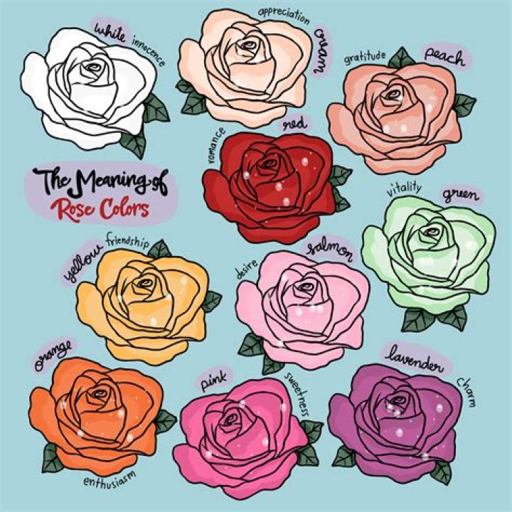 What do roses mean in Korea?