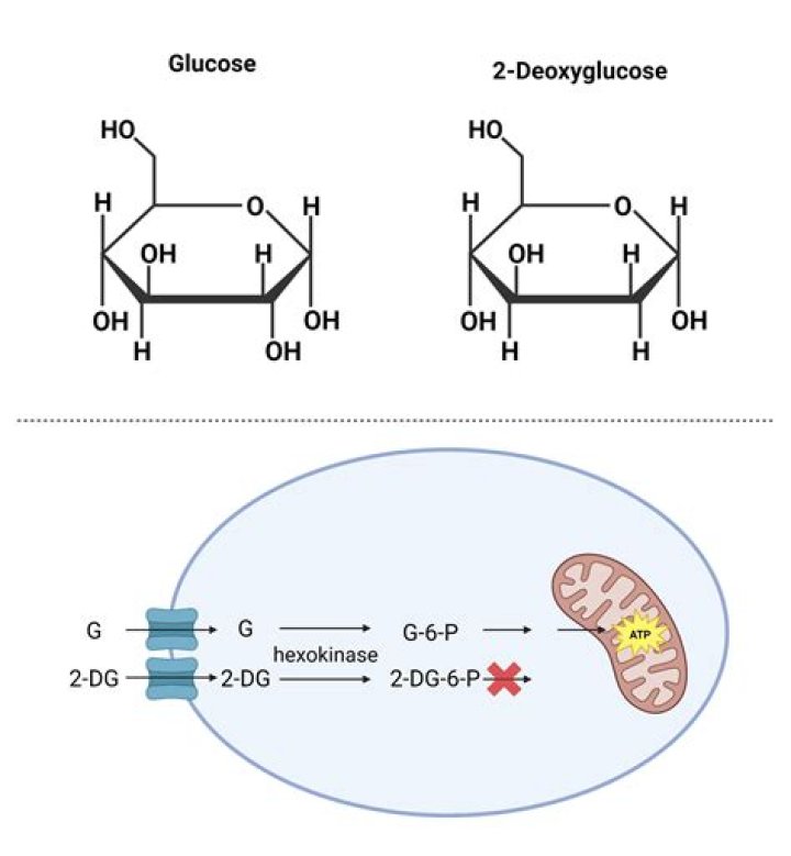 What does 2-deoxyglucose do to cells?