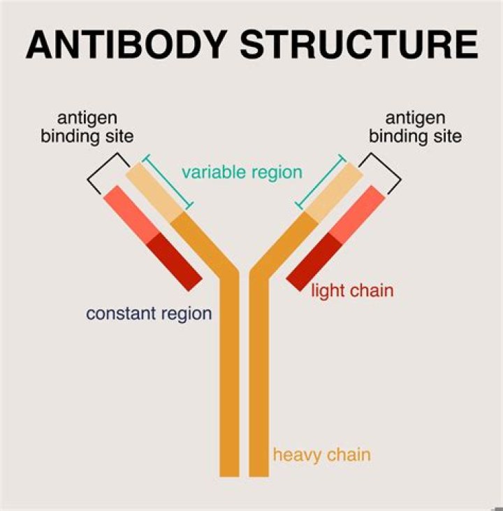 What does a secondary antibody bind to?