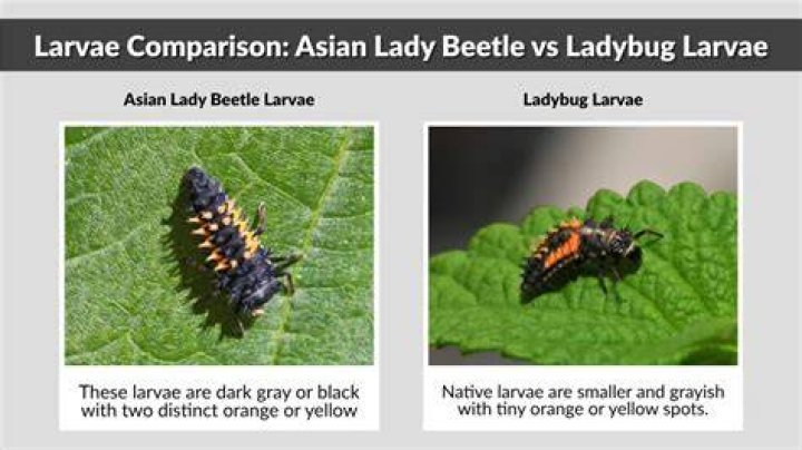 What does Asian lady beetle larvae look like?