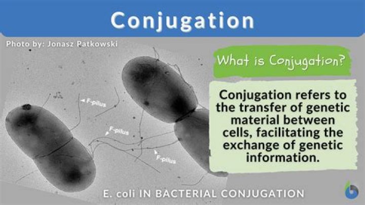 What does conjugation mean in biology?