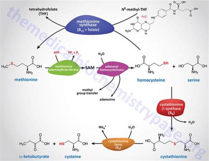 What does Cystathionine beta-synthase do?