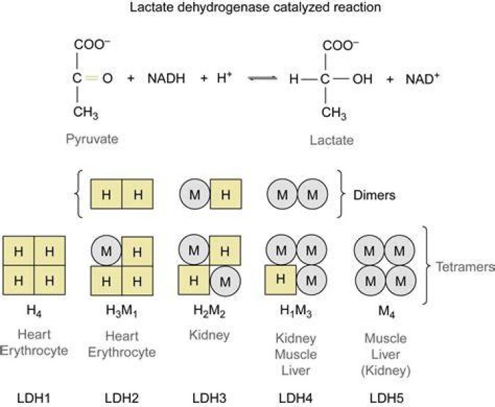 What does dihydrolipoyl dehydrogenase do?
