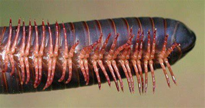 What does seeing a millipede symbolize?