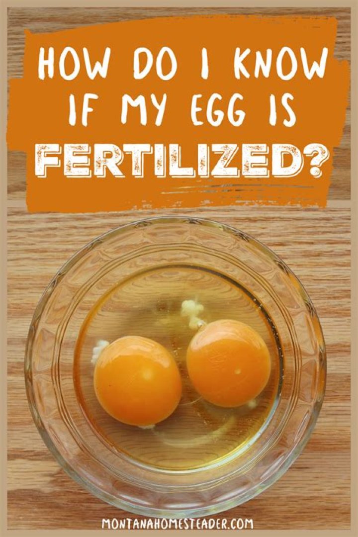 What does unfertilized egg mean?