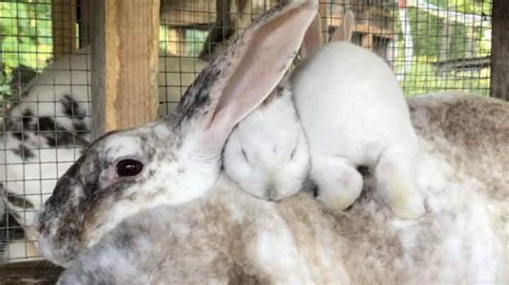 What does VM mean in rabbit breeding?