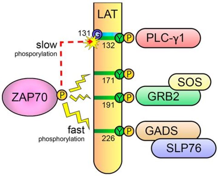 What does ZAP-70 positive mean?