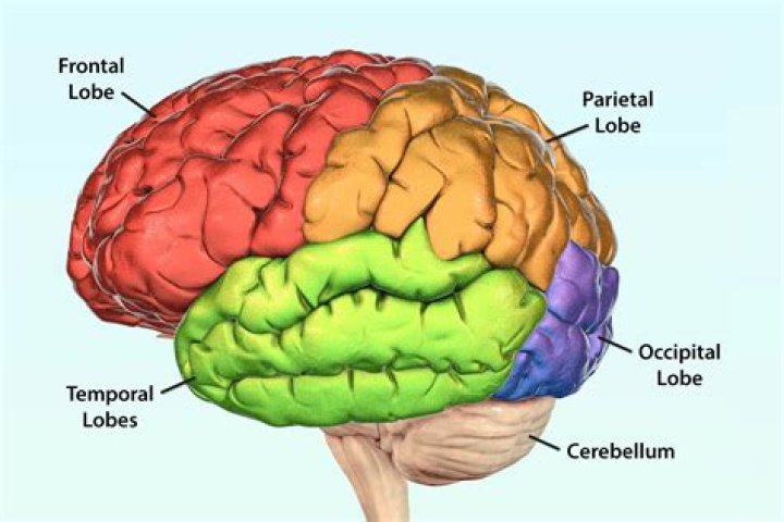 What happens if piriform cortex is damaged?