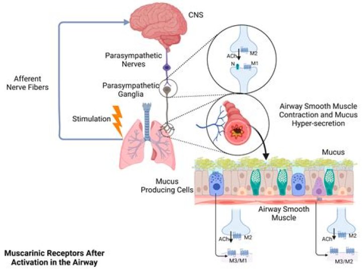 What happens when nicotinic receptors are stimulated?