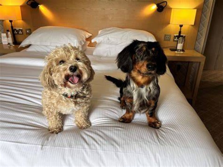 What hotels are dog friendly?