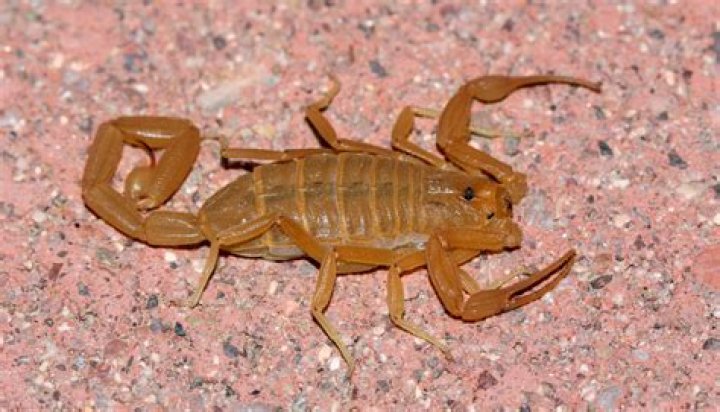 What insect does a Arizona bark scorpion?