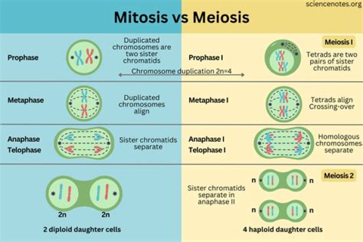 What is 2n and 4N in mitosis?