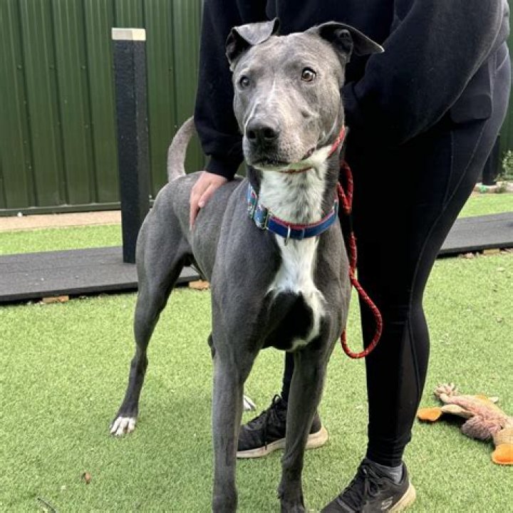 What is a bull cross lurcher?