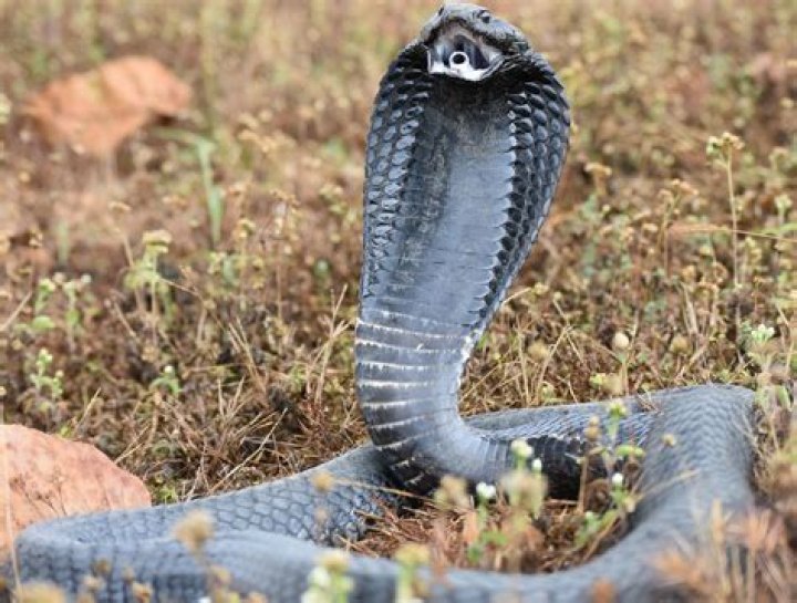 What is a Cobra plan?
