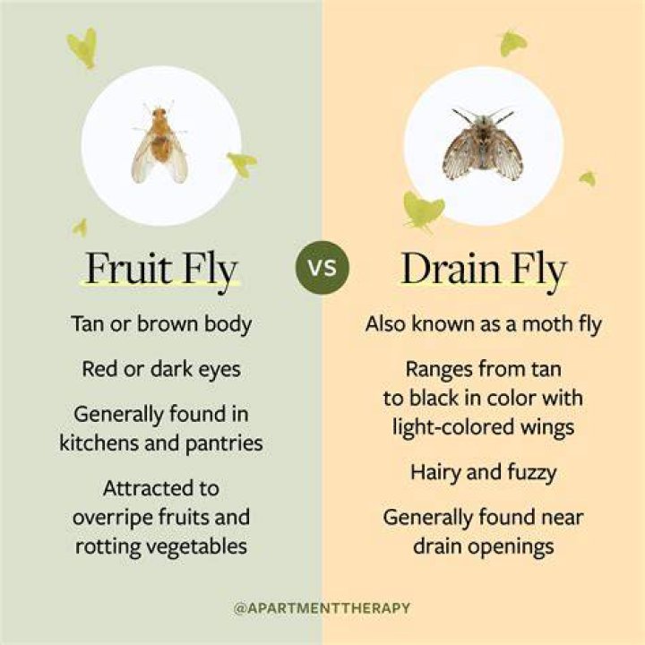 What is a Gurgler fly?