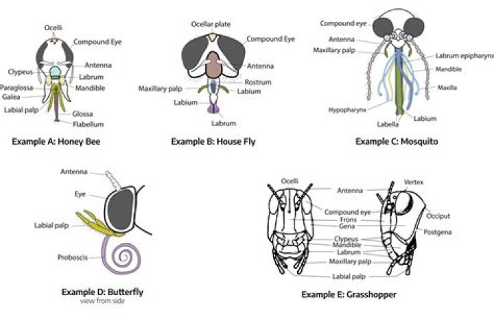 What is a labrum in insects?