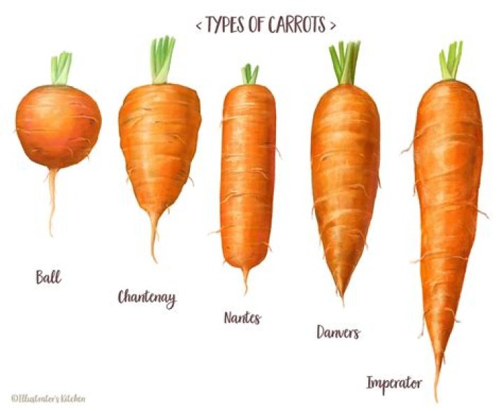 What is a Nantes type carrot?