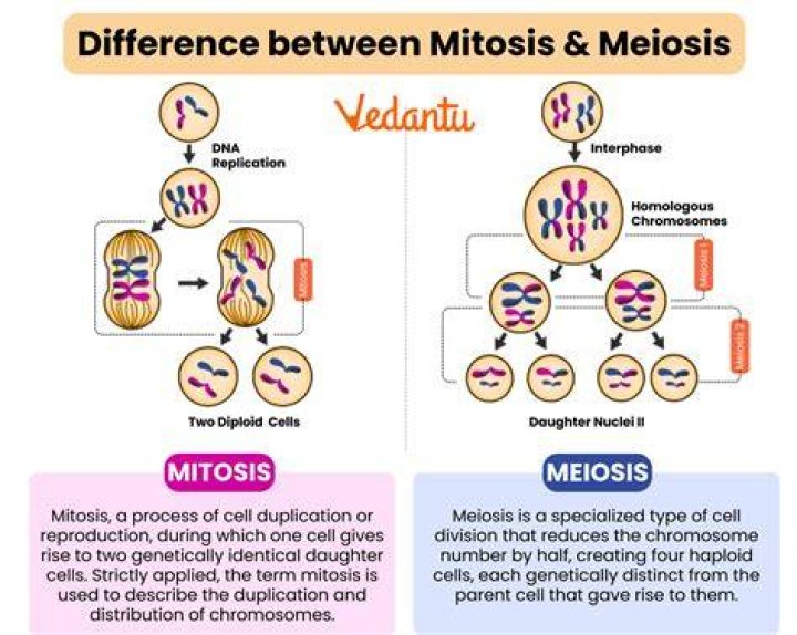 What is a simple definition of meiosis?