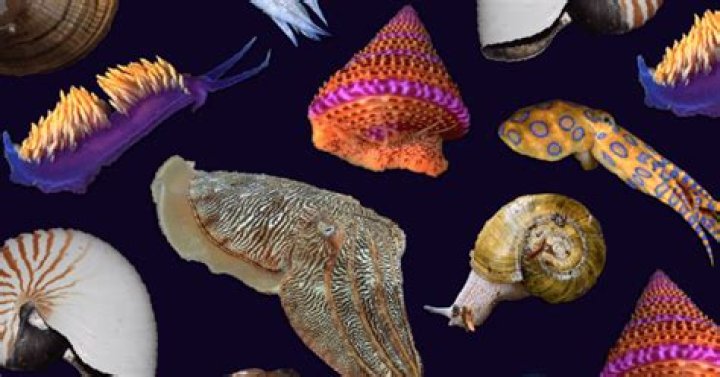 What is a spiral shaped mollusk?