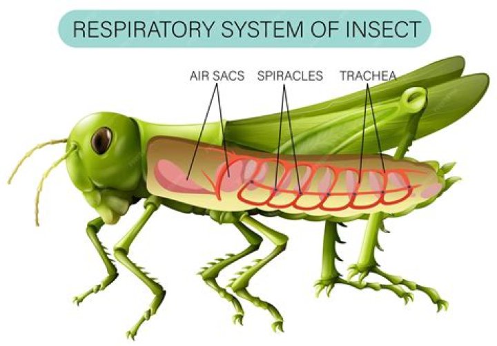What is a tracheal system in grasshopper?