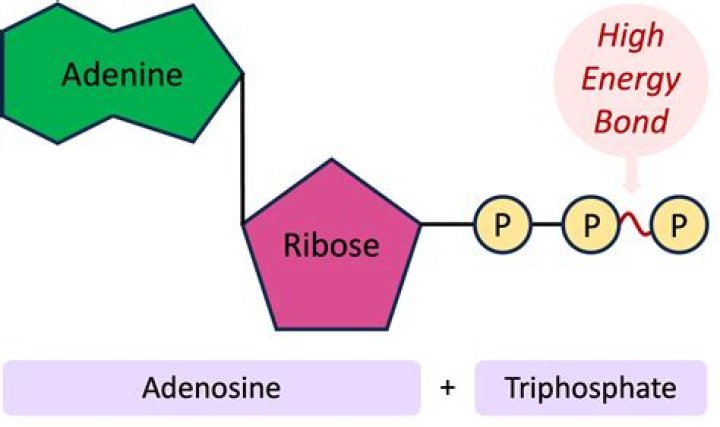 What is ADP-ribose moiety?