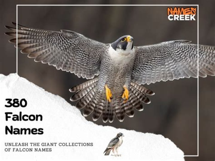 What is ANZ Falcon?