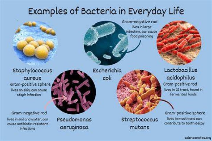 What is bacteria used for in industry?