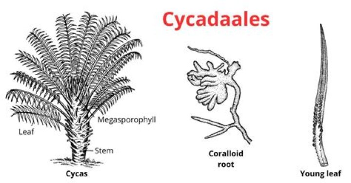 What is cycadofilicales?