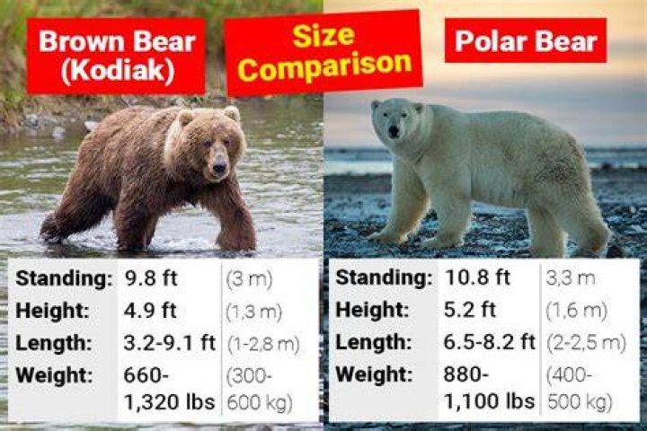 What is difference between Bear Kodiak and Super Kodiak?