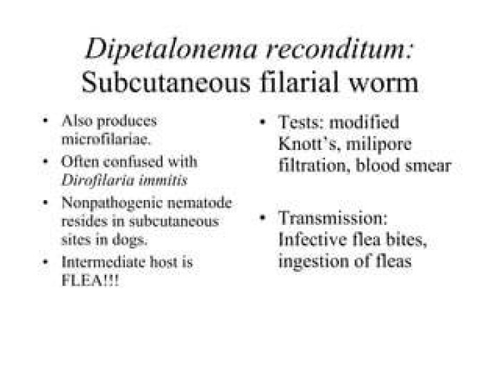 What is dipetalonema reconditum?