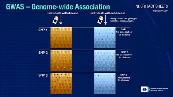 What is GWAS and SNPs?