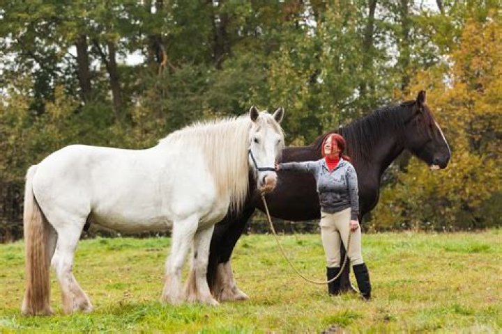 What is horse LDR?