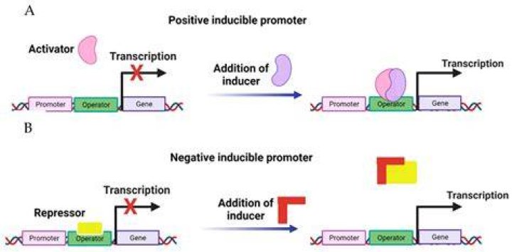 What is inducible transcription?