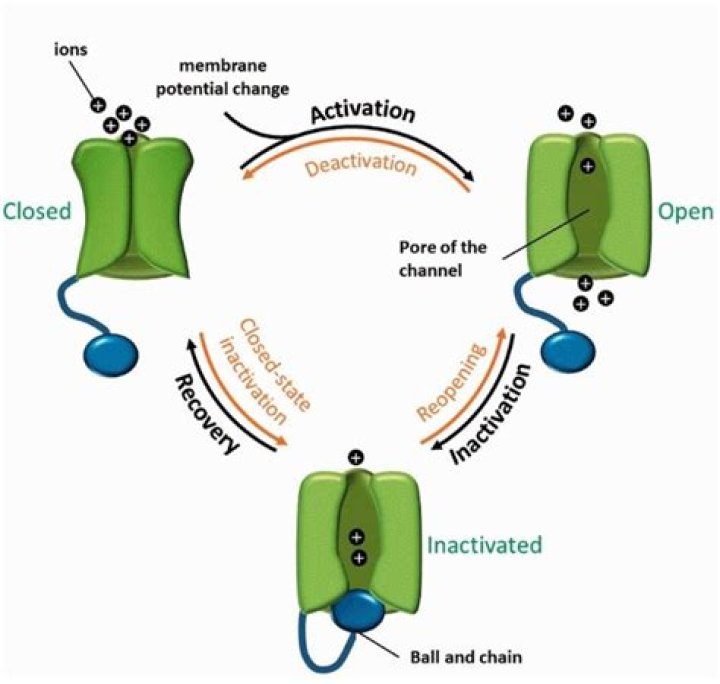 What is ion channel inactivation?
