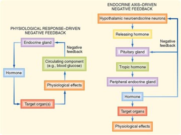 What is negative feedback in the endocrine system?