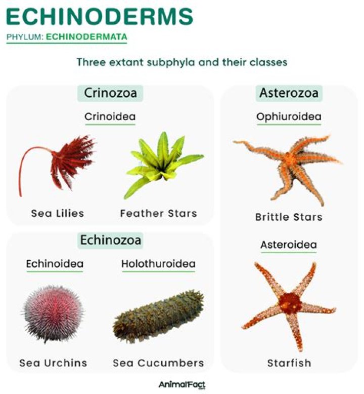 What is phylum Actinopoda?
