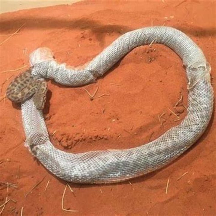 What is regurgitation in snakes?