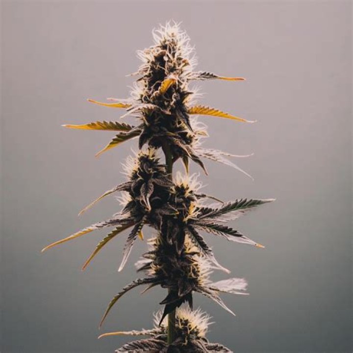 What is Tangerine Dream marijuana?