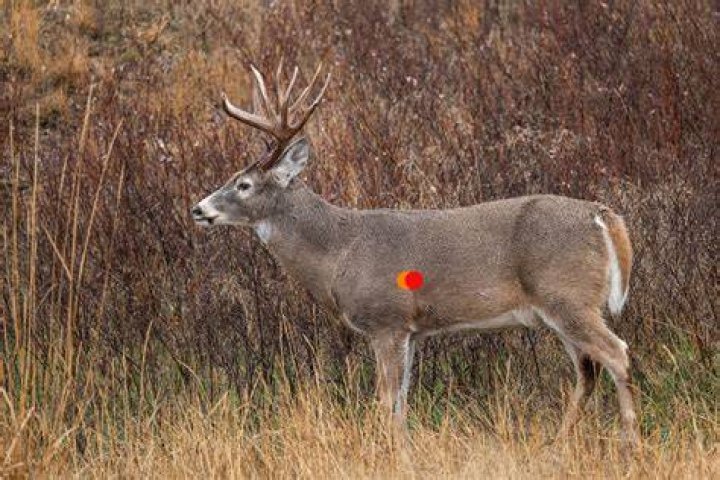 What is the biggest rack on a whitetail deer?