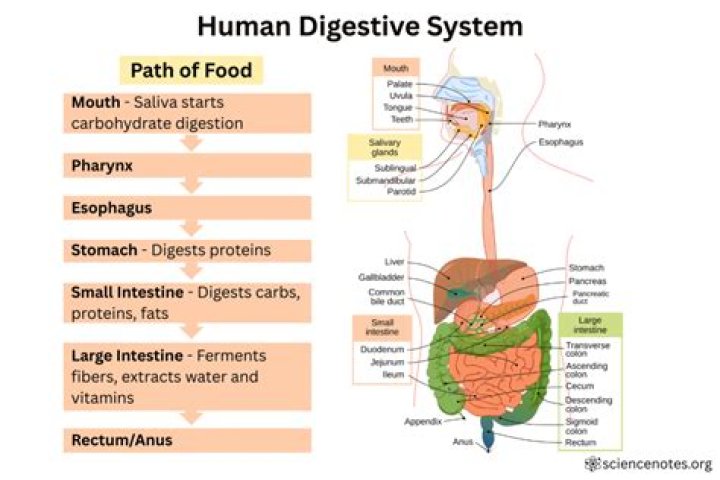 What is the correct order of organs by which food passes?