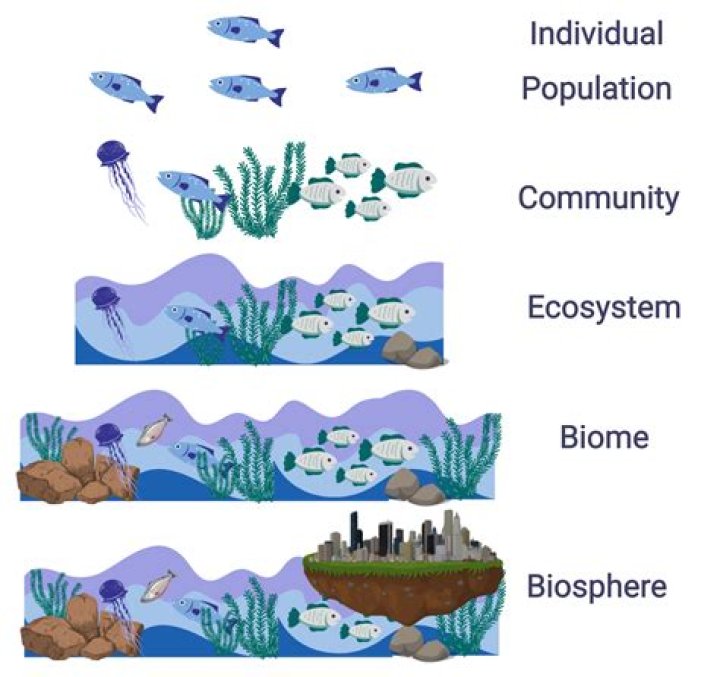 What is the difference between a population community ecosystem and the biosphere?