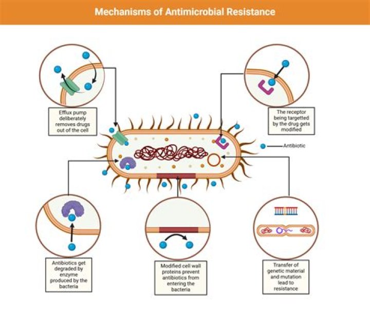 What is the difference between antimicrobial resistance and antibiotic resistance?