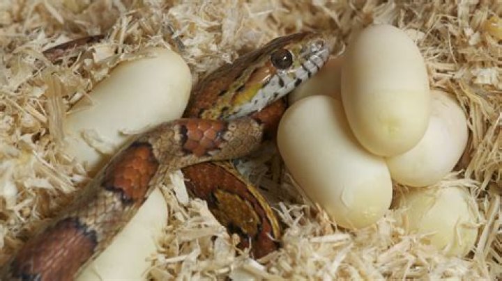 What is the difference between snake eggs and lizard eggs?
