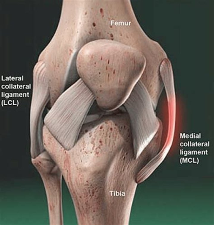 What is the function of the medial collateral ligament of the elbow?