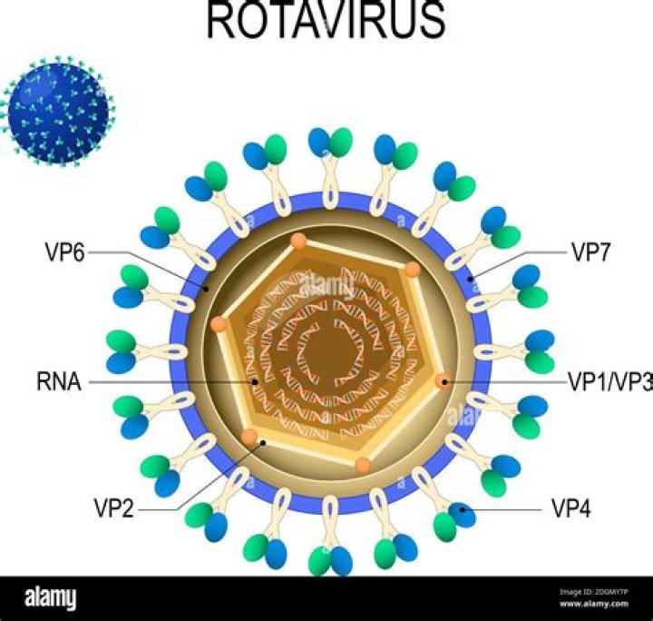 What is the genetic structure of rotavirus?
