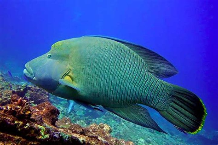 What is the hump for humphead wrasse?