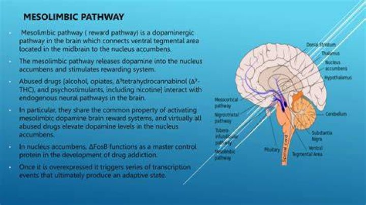 What is the mesolimbic pathway?